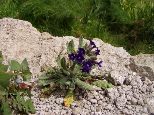 Anchusa undulata